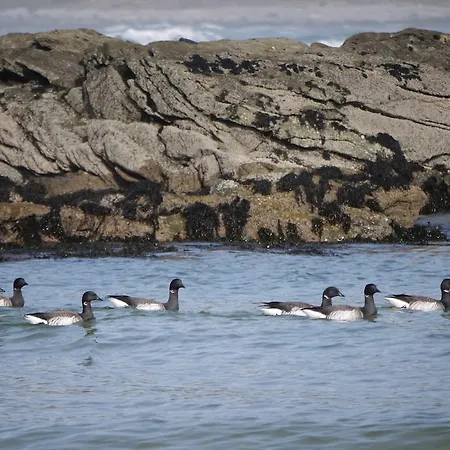 فندق مبيت وإفطار Inishfree كولداف